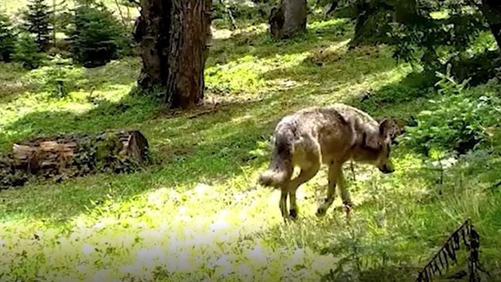 Nesli tehlike altındaki Bozkurt, Bursa’da fotokapana yakalandı