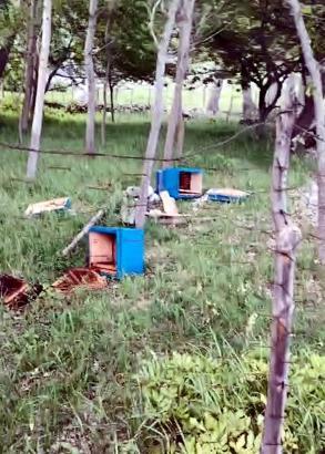 Kahramanmaraş’ta ayı, arı kovanlarını parçaladı