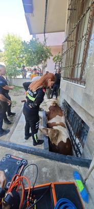 İstanbul- Bahçelievler'de bodrum kattaki dairenin pencere boşluğuna düşen kurbanlık kurtarıldı