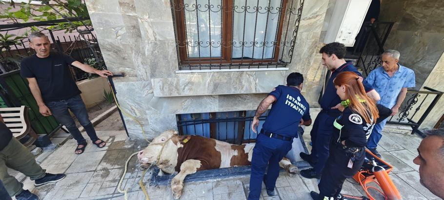 İstanbul - Bahçelievler’de pencerenin boşluğuna düşen boğa kurtarıldı