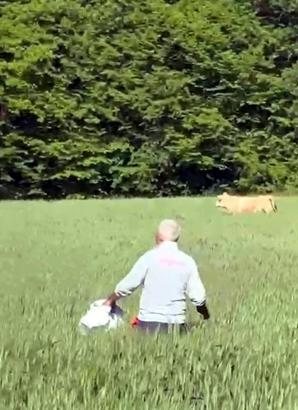 Kaçan kurbanlık boğa ormanda yakaladı