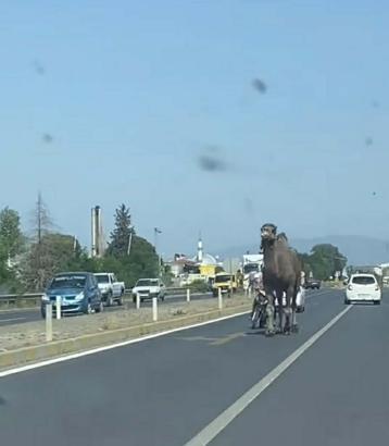 Aydın'da kaçıp yola çıkan deve, sürücülere zor anlar yaşattı