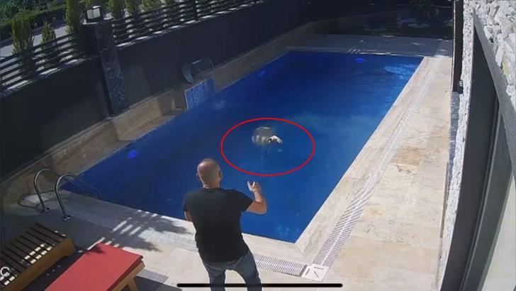 Sahibinden kaçan koçun, bir villanın bahçesindeki havuza girdiği anlar kamerada