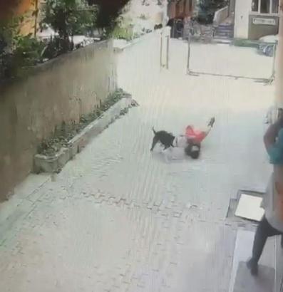 İstanbul - Ataşehir’de Pitbull'un 7 yaşındaki çocuğa saldırdığı anlar kamerada: 2 şüpheli serbest bırakıldı