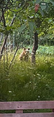 Bartın'da bahçeye gelen ayı görüntülendi