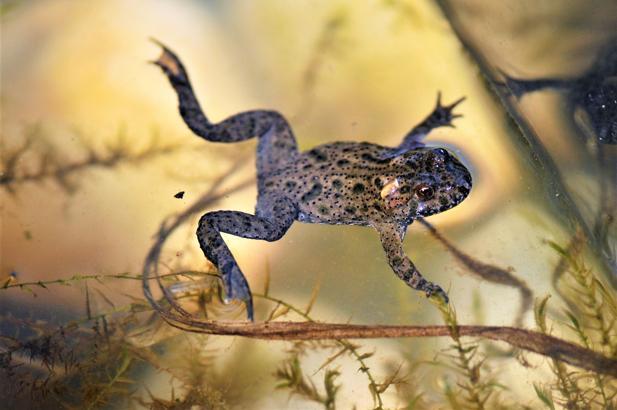 30 yıldır çektiği yaban hayatı fotoğraflarıyla, geleceğe kaynak bırakmaya hazırlanıyor/Ek fotoğraflar