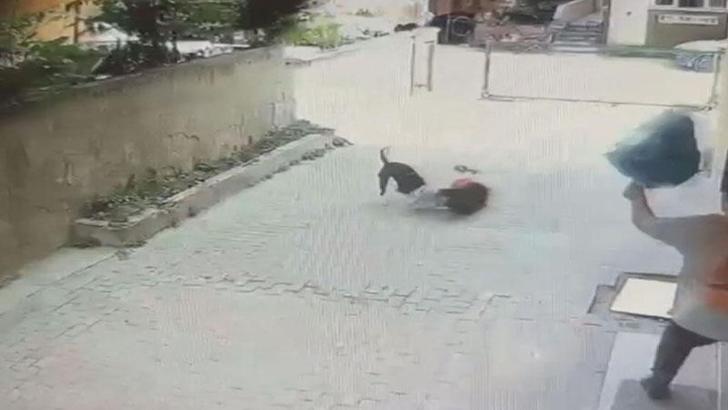 Ataşehir'de Pitbull'un saldırdığı 7 yaşındaki Ahmet'in annesi: Tasması yok, boynunda ipi yok