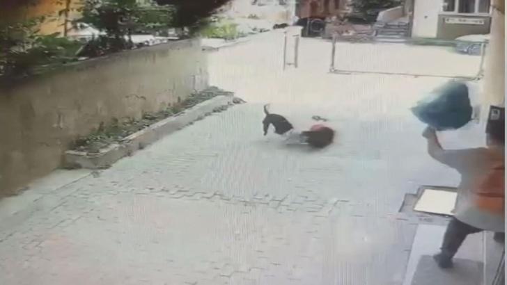 İstanbul- Ataşehir'de Pitbull'un saldırdığı 7 yaşındaki Ahmet'in annesi: Tasması yok, boynunda ipi yok