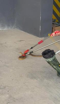 Otoparka giren yılan doğaya salındı