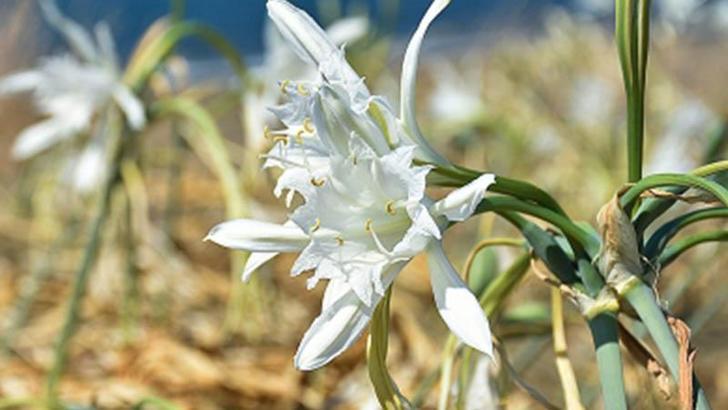 Nesli tükenme tehlikesindeki kum zambağı Samsun'da çoğaldı