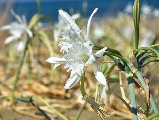 Nesli tükenme tehlikesindeki kum zambağı Samsun'da çoğaldı