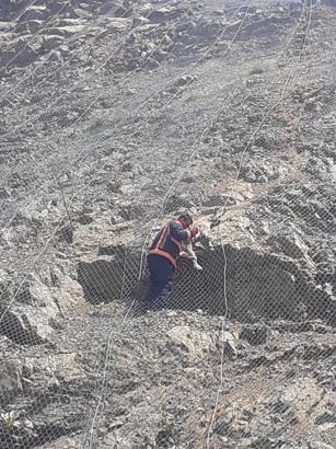 Koruma ağlarına takılan yabani keçiler kurtarıldı