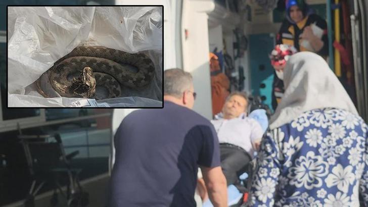 Ailesiyle pikniğe gitti, ayağını yılan ısırdı