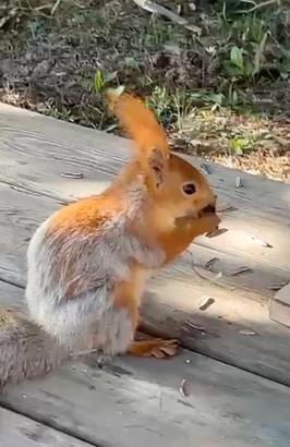 Kızıl sincap, piknikçilerin yanına gelip çekirdek yedi