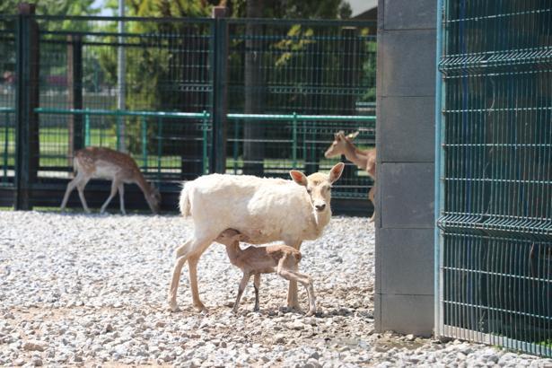 Kayseri Hayvanat Bahçesi'nde bayram yoğunluğu; 65 bin ziyaretçi / Ek fotoğraflar
