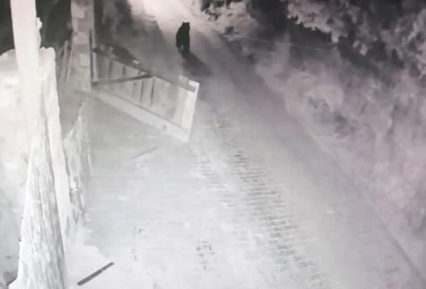 Köye inip bahçe kapısını açan boz ayı kamerada