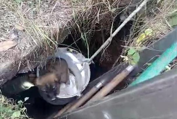 İstanbul- Arnavutköy'de kuyuya düşen 4 yavru köpek kurtarıldı