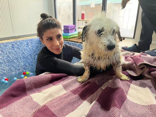 Felç kalınca terk edilen köpek 'Kırpık'a yuva aranıyor