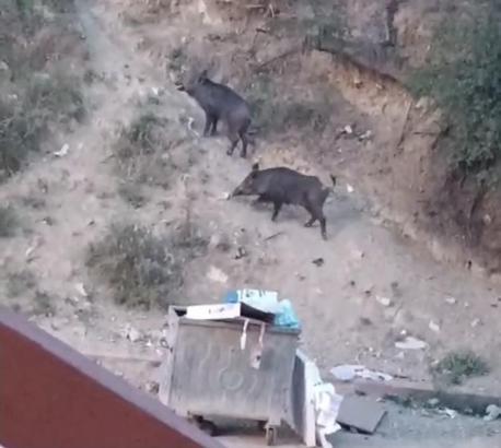 Hatay'da aç kalan yaban domuzları yerleşim alanına indi; o anlar kamerada