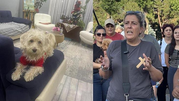 Köpek otelinden kaçan Tarçın, çevre yolunda ölü bulundu