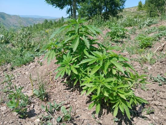 Bingöl’de 700 kök kenevir ele geçirildi