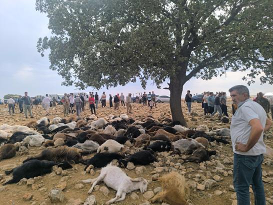 Şırnak'ta yıldırım isabet eden 99 küçükbaş öldü