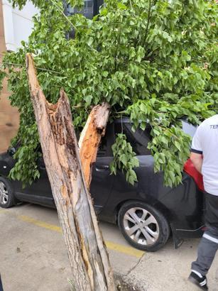 Siirt'te şiddetli rüzgar; otobüs durağı ve ağaçlar devrildi, çatılar uçtu