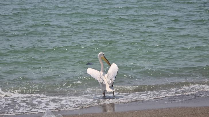 Göç yolunda tek başına kalan ak pelikan, görüntülendi