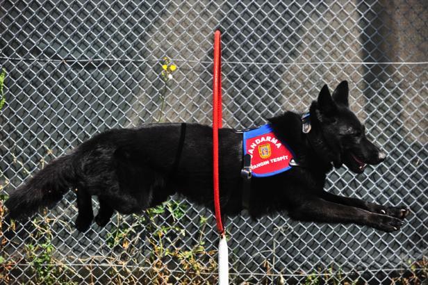 Yangın tespit köpeği 'Bronz', şüpheli yangınların aydınlatılmasına katkı sağlıyor