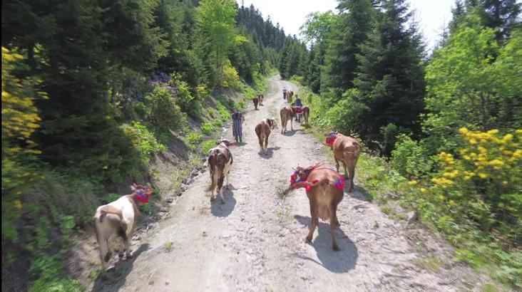 Karadeniz’de türkülü manili renkli yayla göçü
