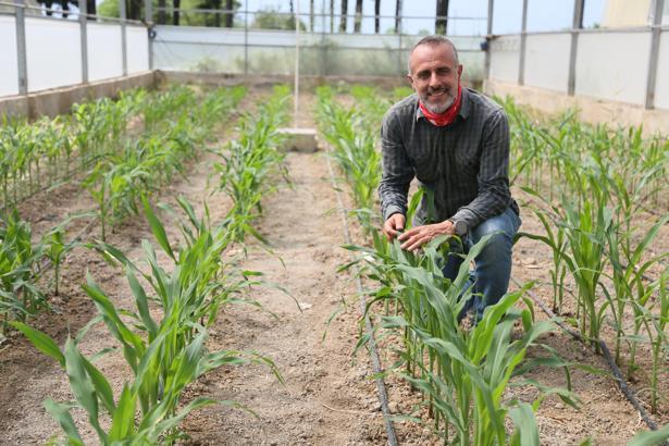 Mısırda kuraklığa dayanıklı tür ıslahında başarı