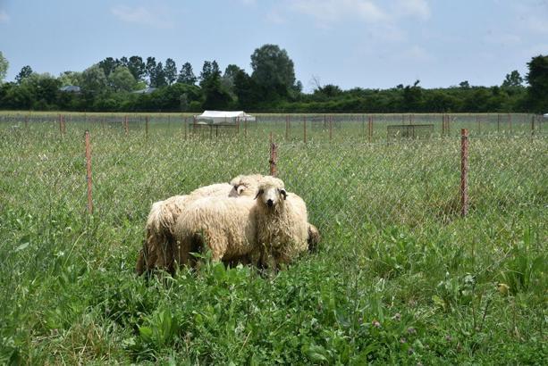 TÜBİTAK destekli proje ile hayvancılığa ekonomik katkı