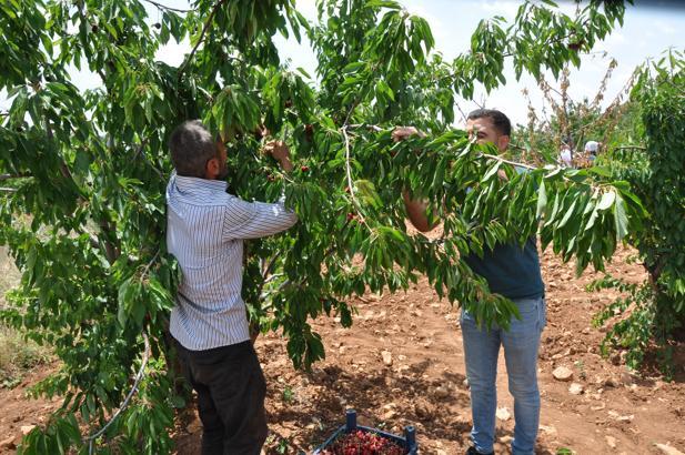 Mardin’in ‘Napolyon' kirazı, dalında satıldı