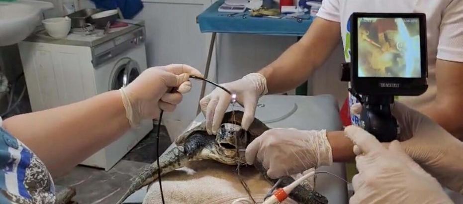 Muğla'da yaralı caretta caretta bulundu