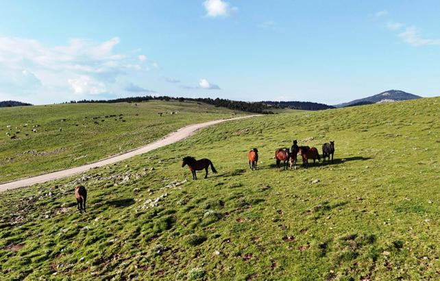 Ankara'da yılkı atları havadan görüntülendi