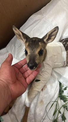 Yaralı yavru karaca tedaviye alındı