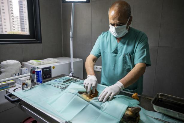 Büyükşehirin kısırlaştırma merkezi ilgi görüyor