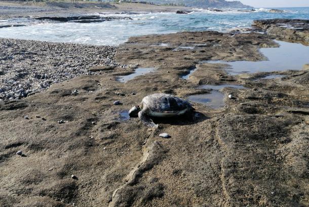 Deniz kaplumbağası ölüsü sahile vurdu