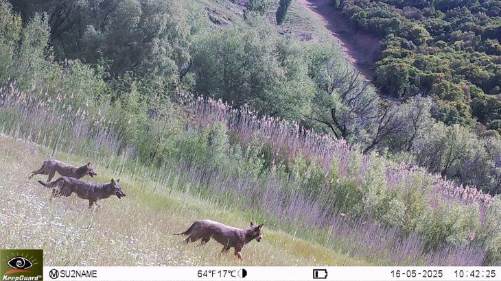 İzmir -Bornova'nın ormanlarında kurt sürüsü görüntülendi /Video eklendi