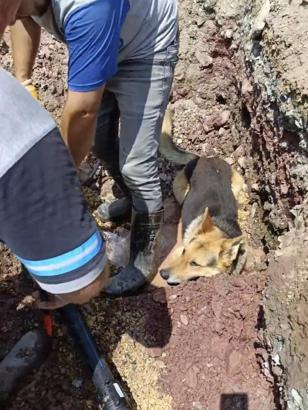 Kazı alanındaki su birikintisine giren köpek kamerada