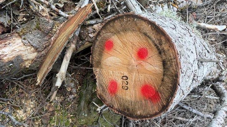 Ormandan kaçak 792 ağaç kesen sanıklara 5 ile 10 yıl arası hapis