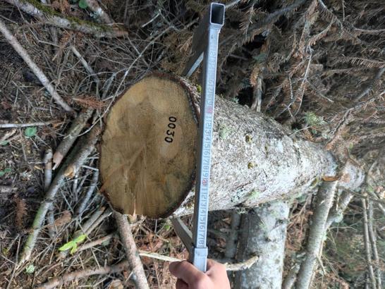 Ormandan kaçak 792 ağaç kesen sanıklara 5 ile 10 yıl arası hapis