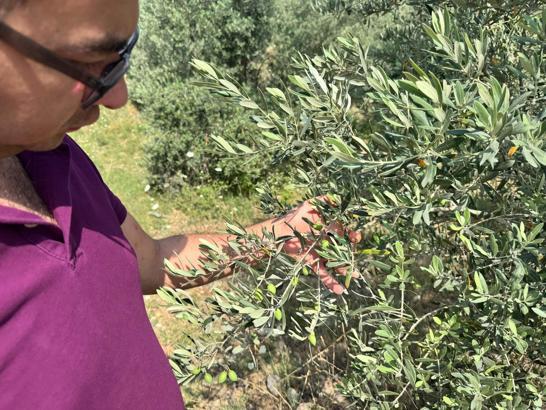 Düziçi'de zararlılara karşı bahçe ve tarla kontrolü