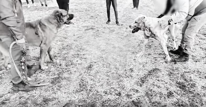 Kayseri'de köpek dövüştüren 8 kişiye gözaltı