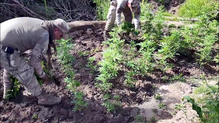 Diyarbakır'da 12,3 milyon kök kenevir ve skunk ele geçirildi; 22 tutuklama