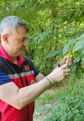 Kandıra’da 5 bin adet Samuray Arısı doğaya salındı