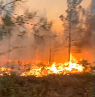 Yıldırım, orman yangınına neden oldu; 2 hektar zarar gördü