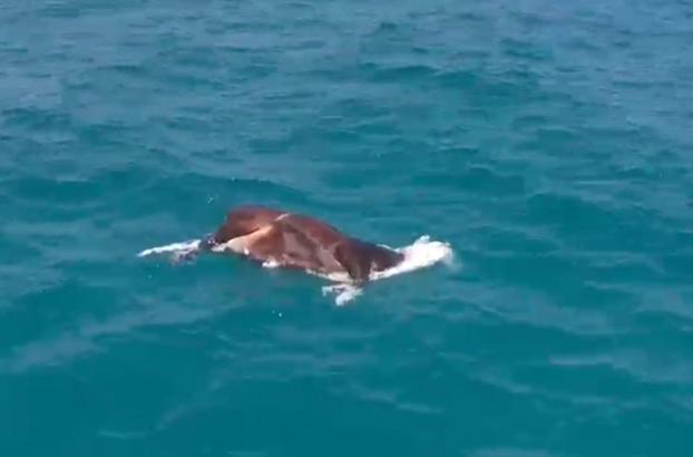 Deniz yüzeyindeki inek ölüsü şaşırttı