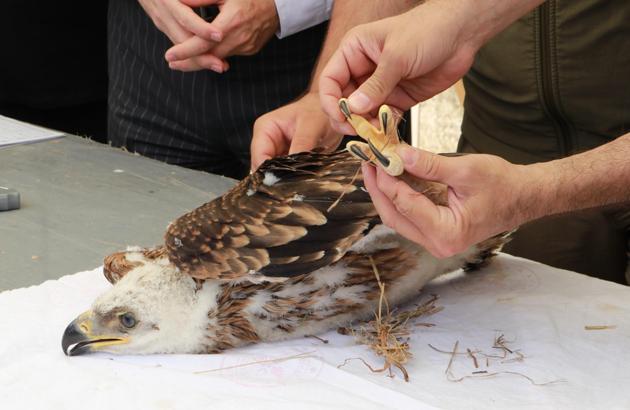 Trakya'da şah kartal ile leylekler için 'halkalama' çalışması