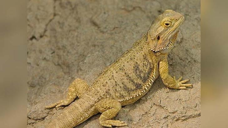 İnternetten 'sakallı ejder' satışına 60 bin 187 lira ceza